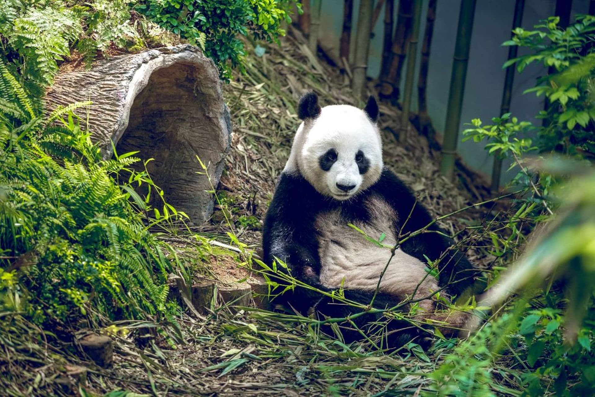 Chengdu Panda