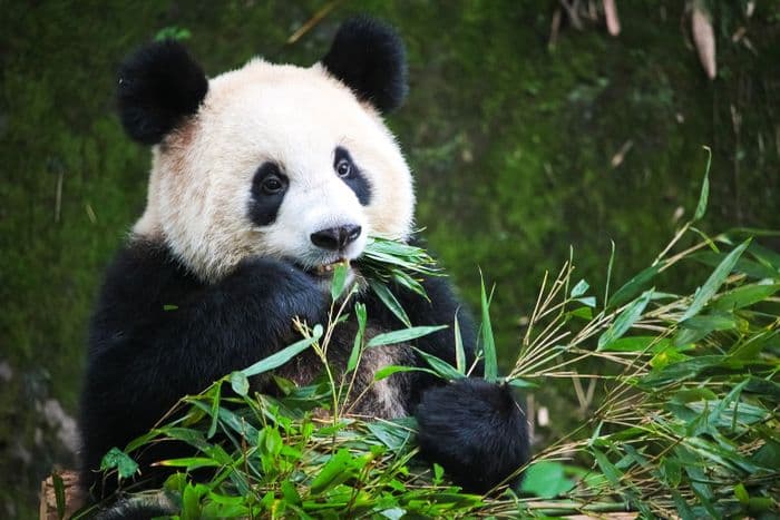 Chengdu Panda